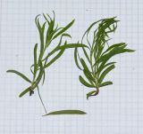 Daphne mucronata ssp. linearifolia
