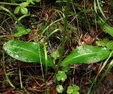 Platanthera bifolia. Прикорневые листья. Тверская обл., пойма Волги возле д. Климово под Ржевом, сосновый лес. 20 июля 2008 г.