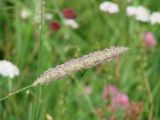 Phleum pratense