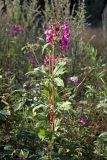 Impatiens glandulifera