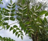 Aralia elata