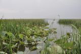 Nelumbo caspica. Отцветшие растения. Краснодарский край, окр. Ахтанизовского с. пос., Ахтанизовский лиман. 05.09.2020.