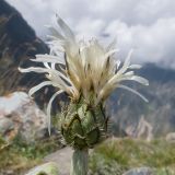 Centaurea cheiranthifolia. Соцветие. Кабардино-Балкария, Черекский р-н, Кабардино-Балкарский высокогорный заповедник, Мижиргийское ущелье, ≈ 2500 м н.у.м., отложенная боковая морена, альпийский луг. 16.08.2021.