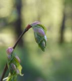 Tilia cordata