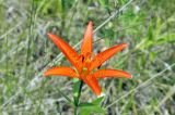 Lilium buschianum