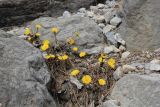 Tussilago farfara