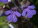 Ajuga reptans