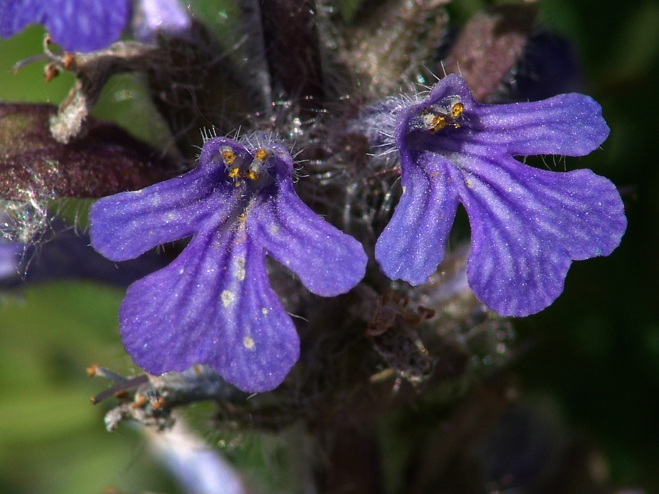 Изображение особи Ajuga reptans.