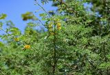 Vachellia nilotica