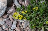 Galium verum