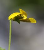 Viola biflora. Цветок. Приморский край, Ольгинский р-н, гора Снежная, выс. 1640 м н.у.м., каменная россыпь. 25.06.2023.