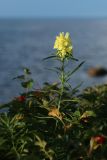 Linaria vulgaris. Верхушка цветущего растения. Санкт-Петербург, г. Кронштадт, заказник \"Западный Котлин\", форт \"Риф\", северная батарея 45-мм орудий; западная оконечность о-ва Котлин, в зарослях Rosa rugosa на бетонном парапете артиллерийской батареи. 25.08.2023.