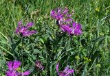 Centaurea willdenowii