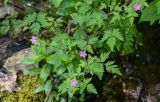 Geranium robertianum. Верхушки побегов с цветками и созревающими плодами. Грузия, Самцхе-Джавахети, окр. монастыря Мцване, широколиственный лес, каменистый берег ручья. 12.06.2023.