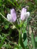 Vicia bithynica