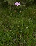 Catananche caerulea