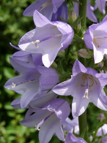 Изображение особи Campanula bononiensis.