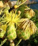 Centaurea salonitana. Отцветшие и цветущее соцветия с пчелой Megachile albisecta. Крым, окр. Ялты, Никитский ботанический сад. 28 июля 2011 г.