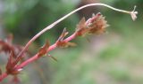 Hydrilla verticillata