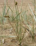 Carex arenaria