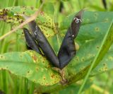 Vicia sepium. Раскрывшиеся бобы. Коми, г. Печора, Печорский лесокомбинат. 31.07.2011.