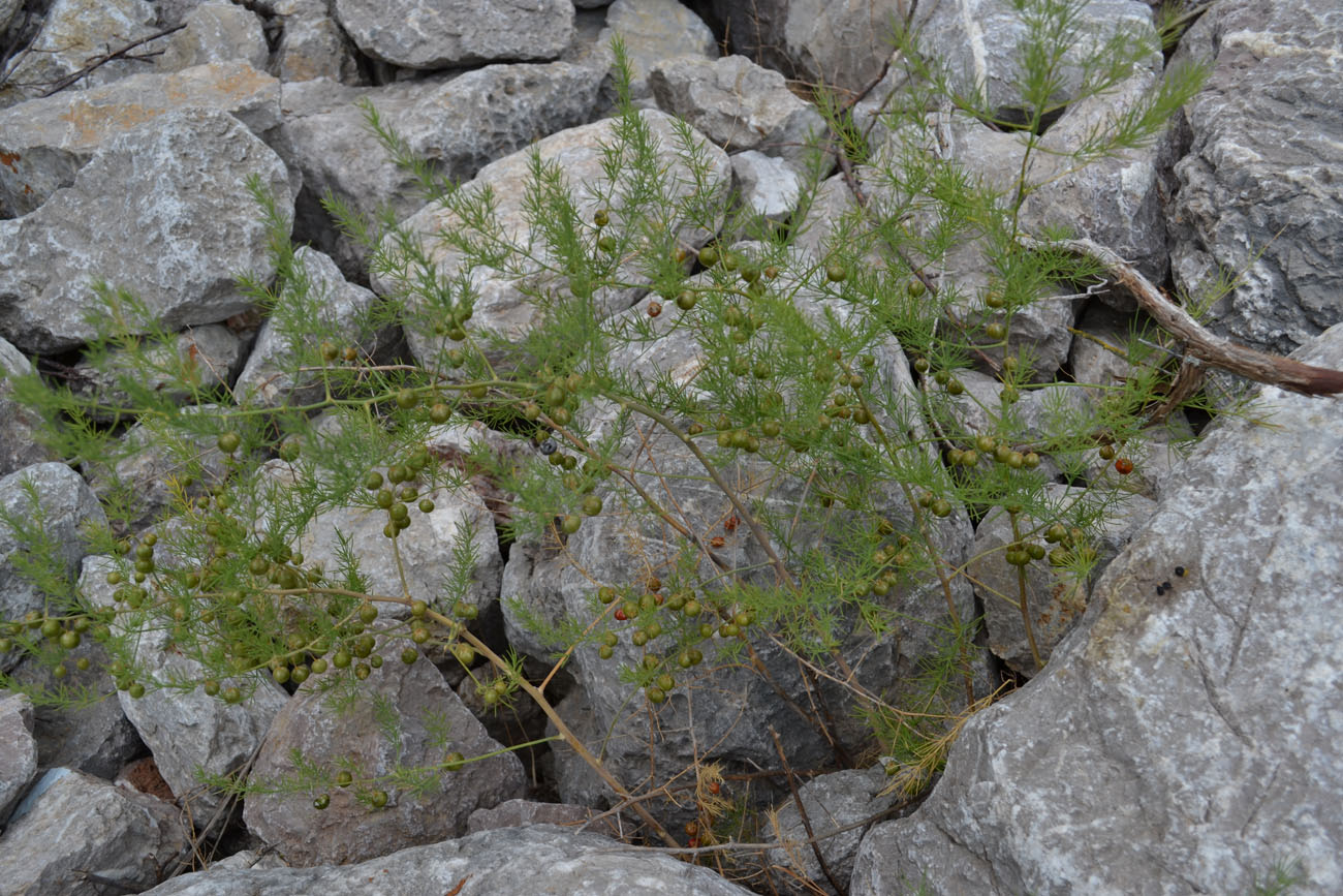 Изображение особи Asparagus officinalis.