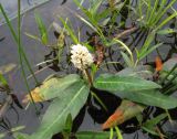 Persicaria amphibia. Цветущее растение. Иркутская обл., о. Ольхон, окр. пос. Хужир, берег Сарайского залива, болотистая мочажина в понижении между пляжем и склоном, поросшим соснами. 24.07.2012.