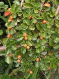 Cotoneaster horizontalis