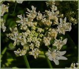 Heracleum mantegazzianum. Часть соцветия. Чувашия, г. Шумерля. 27 июня 2009 г.