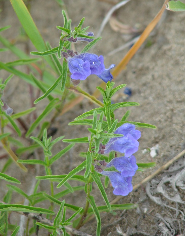 Изображение особи Scutellaria scordiifolia.