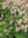 род Tiarella