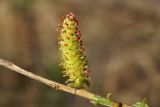 Salix pierotii. Часть побега с мужской сережккой и распускающимися листьями. Приморский край, Партизанский р-н, падь Елизарова. 29.04.2014.