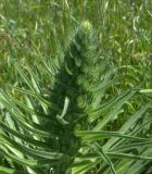 Echium biebersteinii