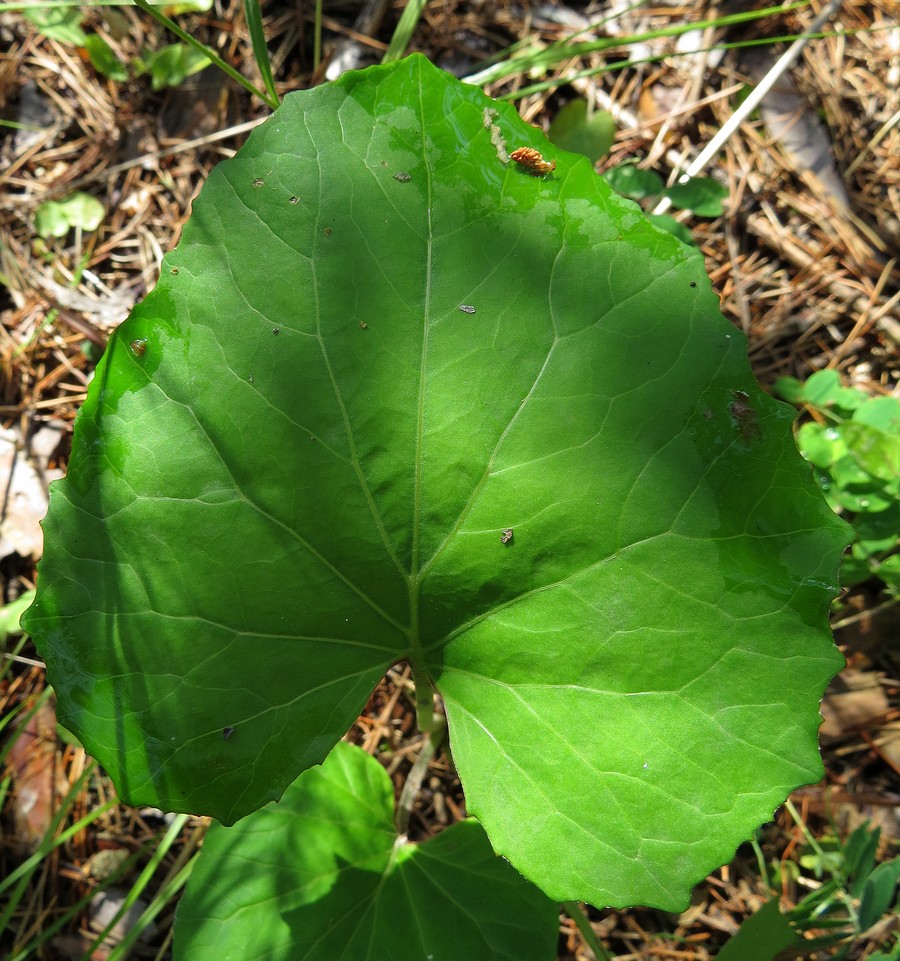 Изображение особи Tussilago farfara.