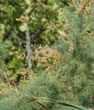 Tamarix ramosissima. Цветущее и плодоносящее растение. Краснодарский край, Кущёвский р-н, станица Шкуринская, пустырь в зоне отчуждения бывшей ж/д. 22.09.2009.