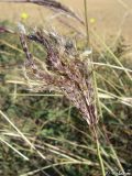 Bothriochloa ischaemum