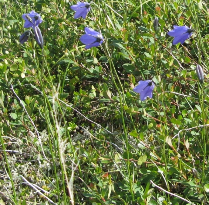 Изображение особи Campanula rotundifolia.