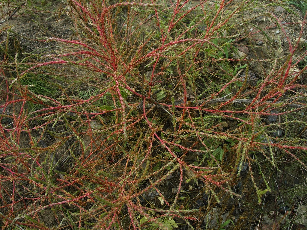 Изображение особи Salsola collina.