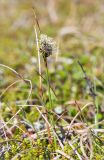 род Eriophorum