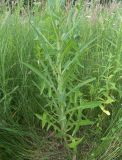 Sonchus palustris