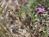 Thymus sibiricus. Побег зацветающего растения. Хакасия, окр. с. Аршаново, псаммофитная растительная группировка на барханах. 25.05.2015.