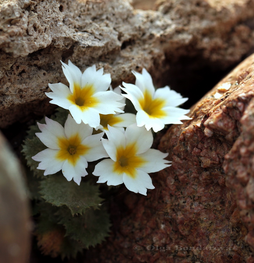 Изображение особи Primula aureata.