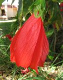 Malvaviscus penduliflorus. Цветок. Египет, окр. г. Хургада, территория отеля, в озеленении. 11.11.2011.