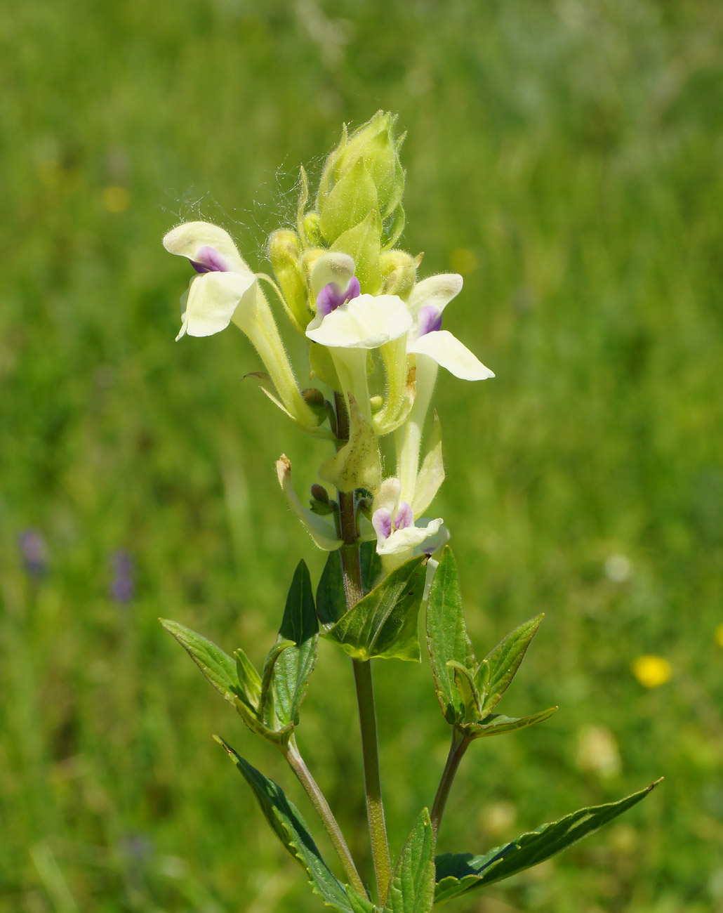 Изображение особи Scutellaria stepposa.