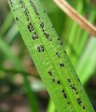 Carex michelii