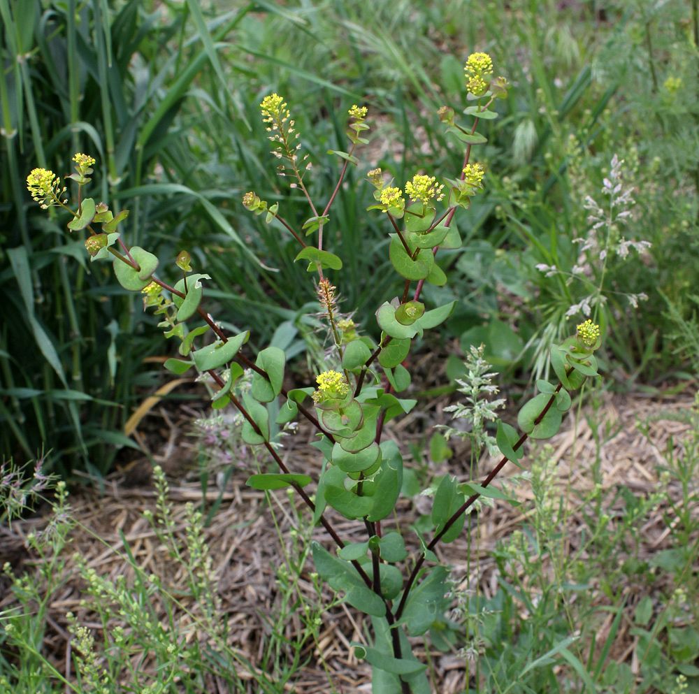 Изображение особи Lepidium perfoliatum.