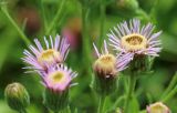 Erigeron acris