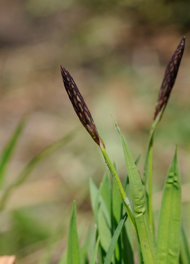 Изображение особи род Carex.