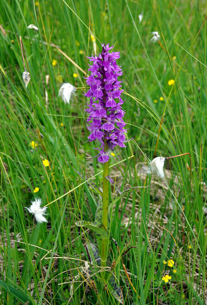 Изображение особи Dactylorhiza euxina.