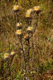 Carlina intermedia